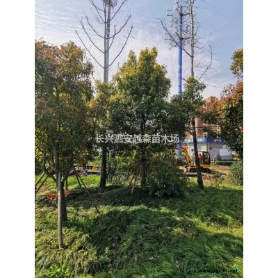 供应8-12公分一*树 乌桕 紧急处理，价格低