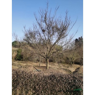 红叶石楠基地/浙江红叶石楠基地/红叶石楠报价