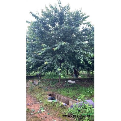 浙江苗圃基地直销各种规格黄玉兰