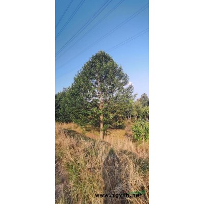 浙江苗圃基地直销各种规格晚樱