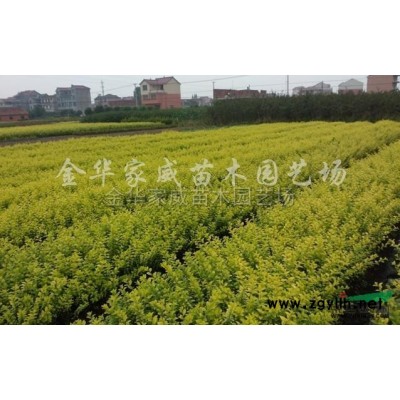 供应彩色有机覆盖物