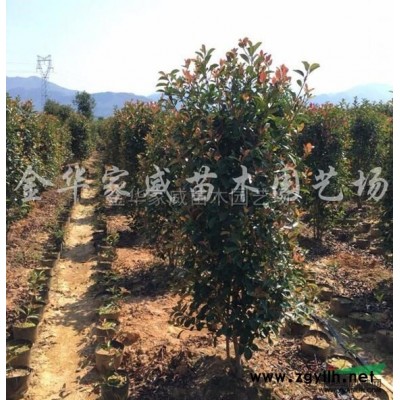 浙江晚樱2*新报价/晚樱2图片