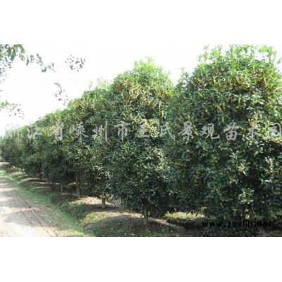 赤枫 嵊州赤枫 精品赤枫 赤枫价格