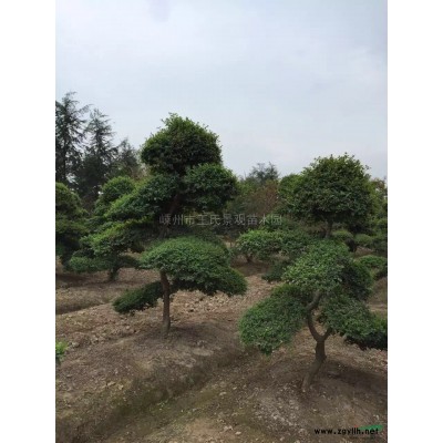 红玉兰 红玉兰价格