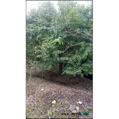 嵊州协灿苗木供榉树红梅红枫羽毛枫染井吉野樱花八月桂蜡梅