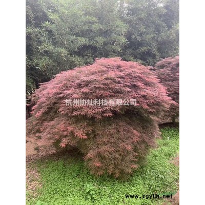 供应精品丛生紫薇低分支紫薇10-18公分冠幅350-400出