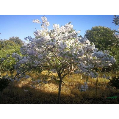 高杆染井吉野早樱花21公分分支1.8米出售