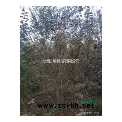 精品艺术形状树鸡爪槭红枫7-18公分自然生长有走势