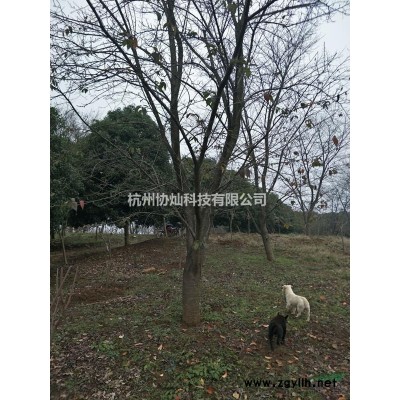 供应精品腊梅带梅龟15公分/21公分/25公分/18/20公