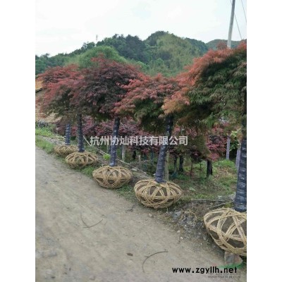 供应大规格早樱花晚樱花5到25公分