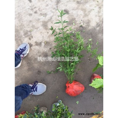 小叶栀子毛球