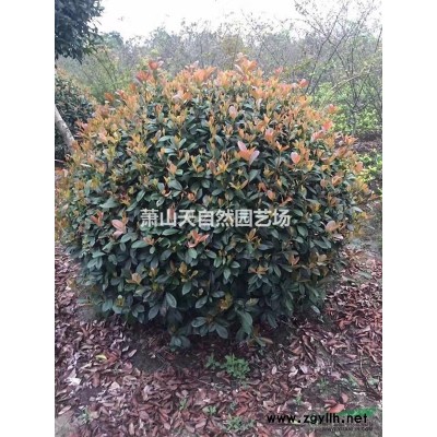 十大功劳小毛球 H50 P30