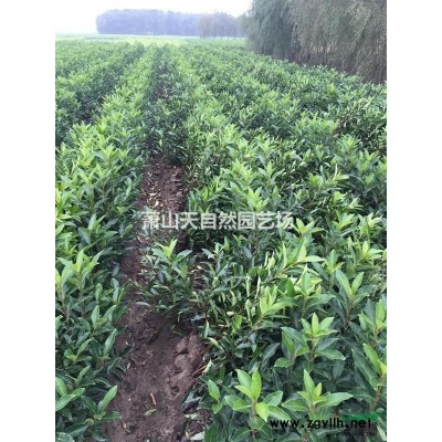 熊掌木 H20-30 萧山苗木