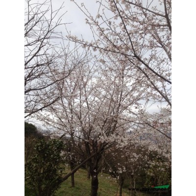 浙江晚樱哪里好/哪家便宜，供应5-20公分晚樱樱花