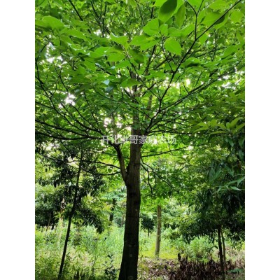 优质特价浙江楠产地直销 浙江楠精品苗 浙江楠工程苗