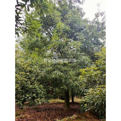 浙江楠批发/供应  欢迎咨询