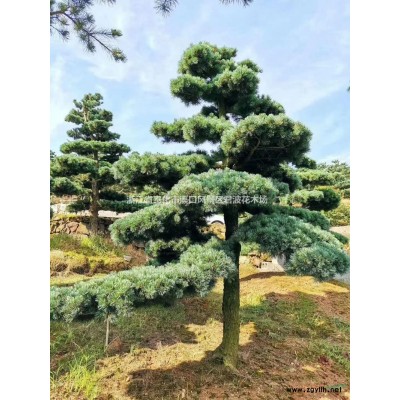 造型五针松8*新价格/造型五针松8报价