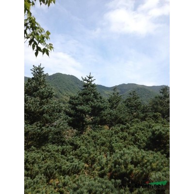 浙江美人茶4介绍