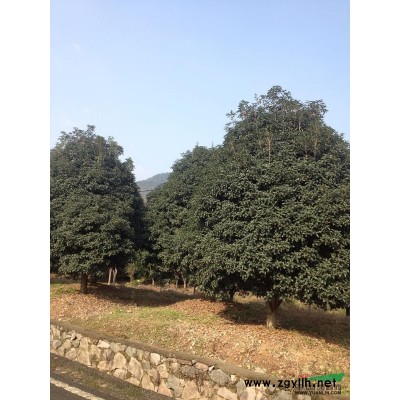 浙江精品金桂2介绍