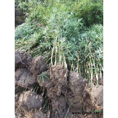 高杆地龙D2-5公分，树干直蓬型好，数量3500棵优质苗