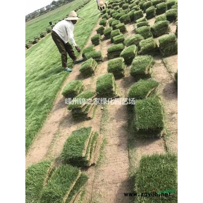 金禾女贞球基地便宜批发 今年嵊州金禾女贞球多少钱批发精品女贞