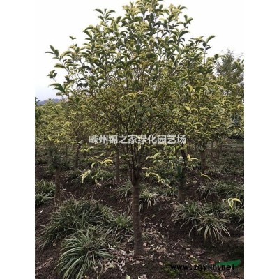 已出土直立冬青实拍 直立冬青H80一200，直立冬青容器苗