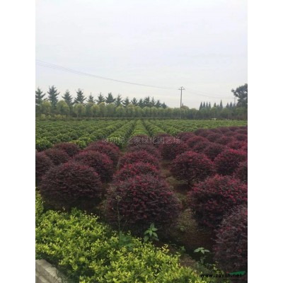 垂柳专供 大量批发8-15公分垂柳 苗漂亮