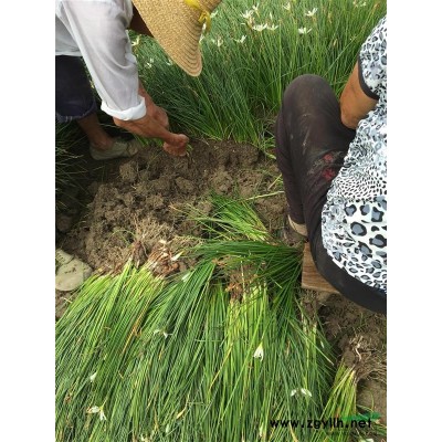 供应桃叶珊瑚地栽苗，容器苗，H40左右，苗子粗壮，数量5万