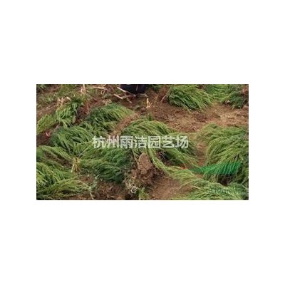 供应10-100cm南天竹