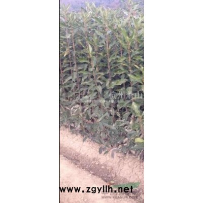 供应各规格旱伞草