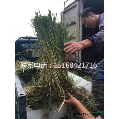 供应各种规格百子莲