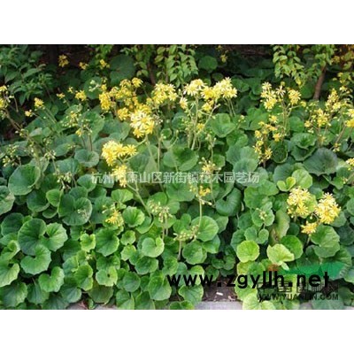 基地草花直销：花叶虎耳草120双色杯出售