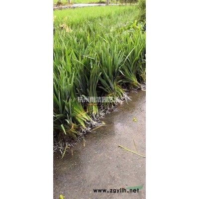 大量出售爬地龙球 爬地柏球