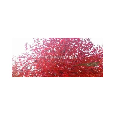 供应30-60公分大杯茶梅苗10万棵