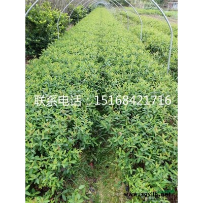 红叶石楠球2米2以上到3米，茶梅球1米2到1米5，红叶李嫁接五年6到11公分红梅，盆栽地龙P25到5