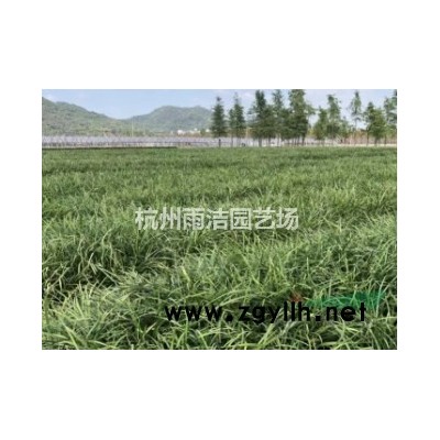 供应无尽夏木绣球、粉红佳人绣球、红帽绣球