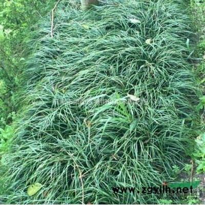 大量出售各类果树枇杷树 橘子树 桔子树 梨树 柚子树