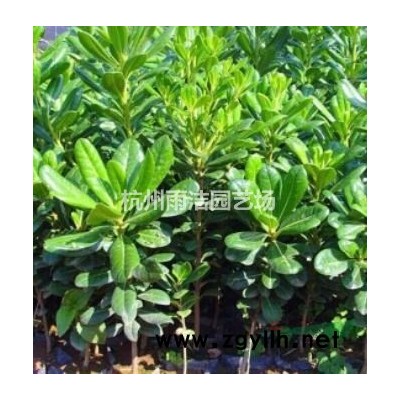 供应金叶女贞球、大叶黄杨球p80-120-150