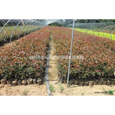 大量供应H1-1.5米 桧柏 H1-2.5米