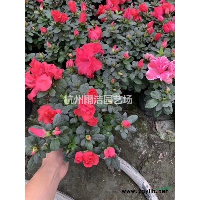 *低价供应细叶芒、矢羽芒、须芒草-各类芒草