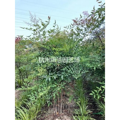 供应花叶芦苇等多种芦苇