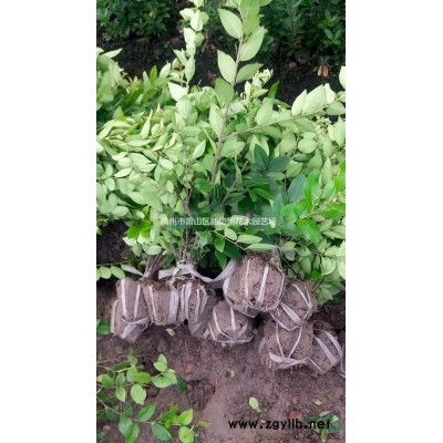 各类水生植物 水生美人蕉 水葫芦 水生鸢尾等大量出售