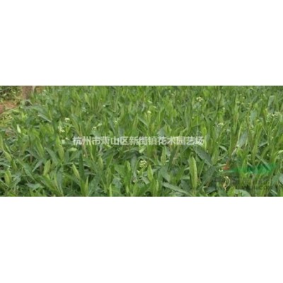 低价处理 粉黛乱子草 毛芒乱子草 杭州网红花海 粉黛乱子草
