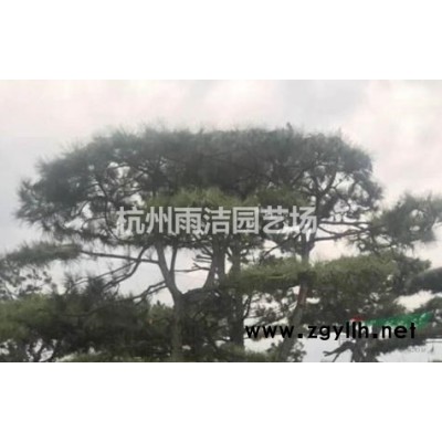 水生植物基地常年供应水生香蒲 小香蒲 东方香蒲 水蜡烛