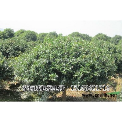 低价玉簪、荷花、金叶麦冬、金娃娃、芦苇、睡莲各种水生植物