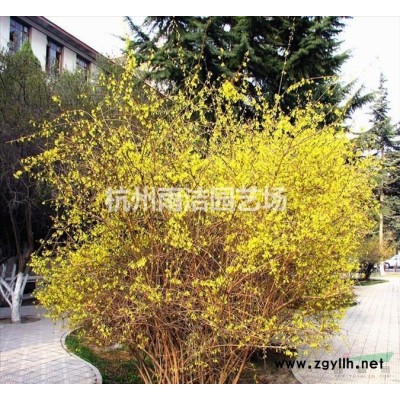 香蒲的产地在哪里/哪里便宜/各类水生植物直销批发价格图片