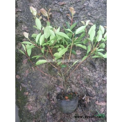 实体店供应各类盆栽花，多肉