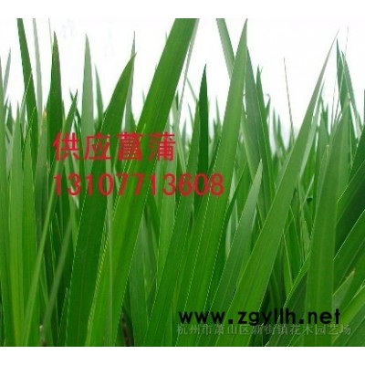 南天竹苗 别名红天竹 天竺 盆栽矮竹 室内 室外观赏竹子苗