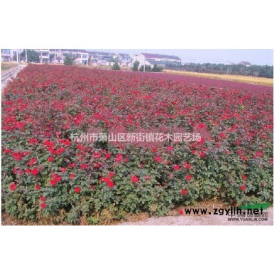 绿化苗金叶女贞树苗庭院绿化小区园林绿化树苗 四季常青庭院植物