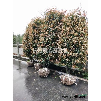 金焰绣线菊小苗 金山绣线菊 工程绿化苗木